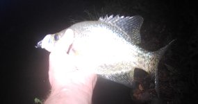 crappie with torpedo.jpg