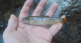 baby brown trout.jpg