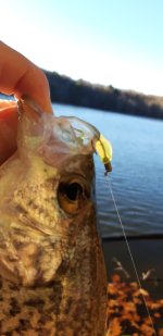 crappie 1.jpg