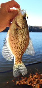 crappie 2.jpg