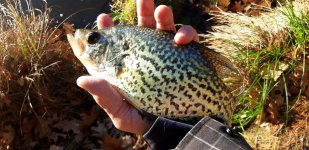 Crappie 3.jpg