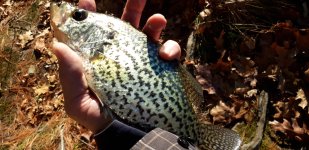 crappie 4.jpg